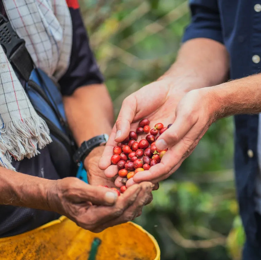 IN-HOUSE COFFEE SUBSCRIPTION